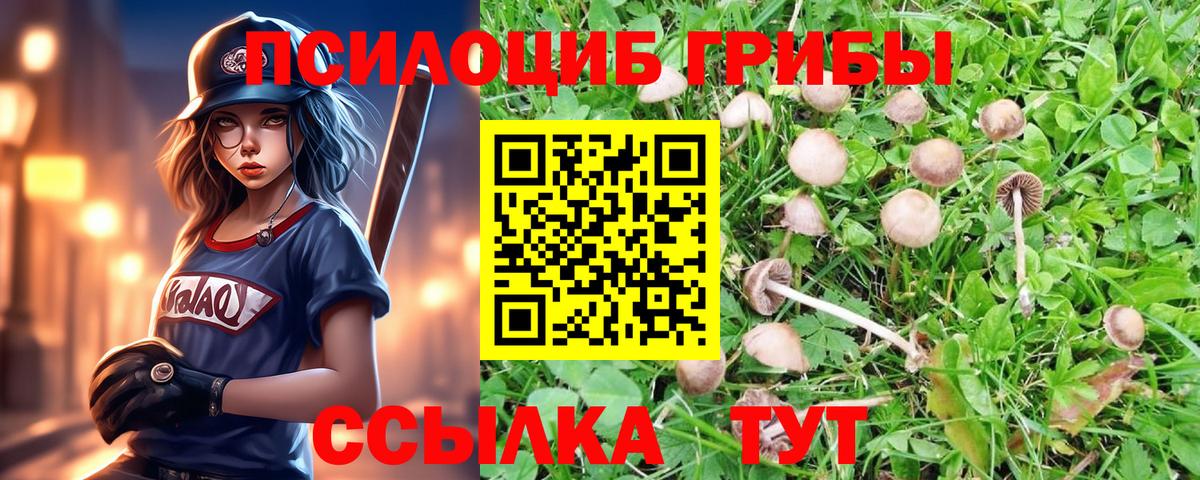 Галлюциногенные грибы Psilocybe Лесозаводск