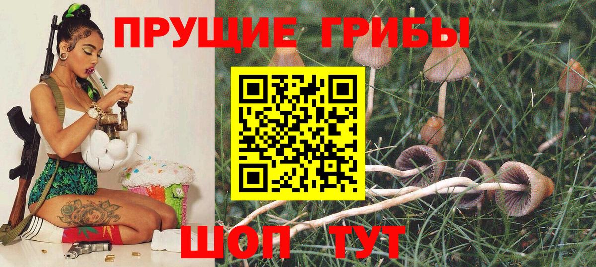 Псилоцибиновые грибы Psilocybe  Вход с VPN  Лесозаводск 